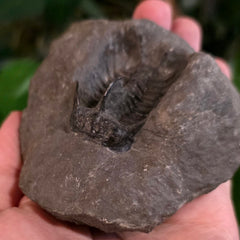 Koneprusia Trilobite Fossil, F