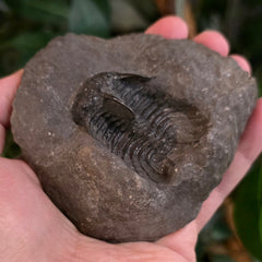 Koneprusia Trilobite Fossil, F