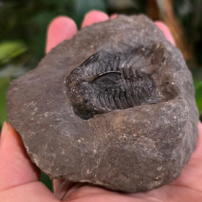 Koneprusia Trilobite Fossil, F