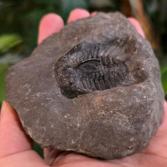 Koneprusia Trilobite Fossil, F