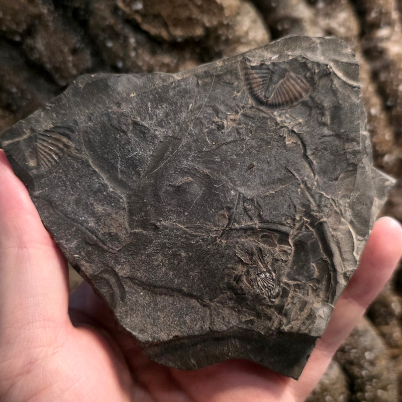 Pseudogygites Latimarginatus Trilobite "Trilobutt" A