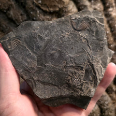 Pseudogygites Latimarginatus Trilobite 