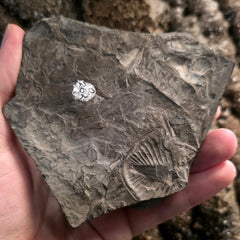 Pseudogygites Latimarginatus Trilobite 