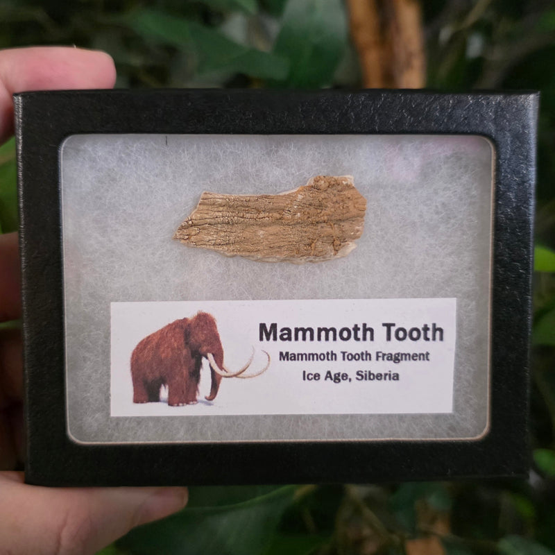 Woolly Mammoth Molar Fragment (Framed) B