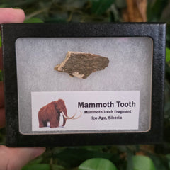 Woolly Mammoth Molar Fragment (Framed) A