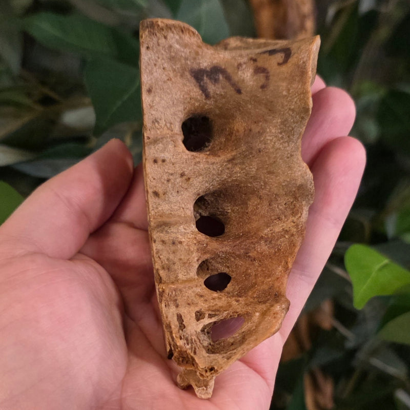 Human Sacrum Bone (Cross-Section)