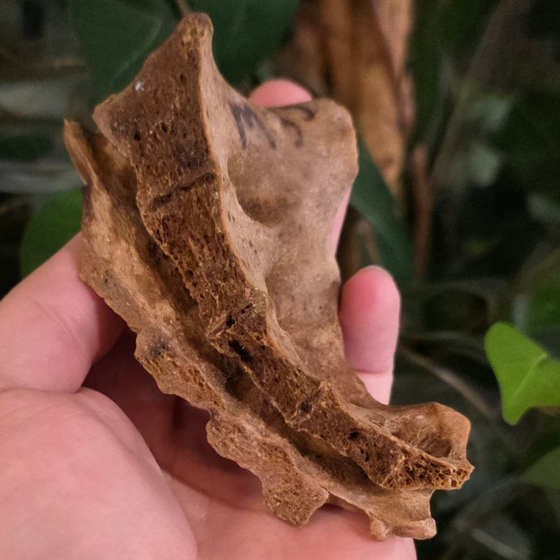 Human Sacrum Bone (Cross-Section)