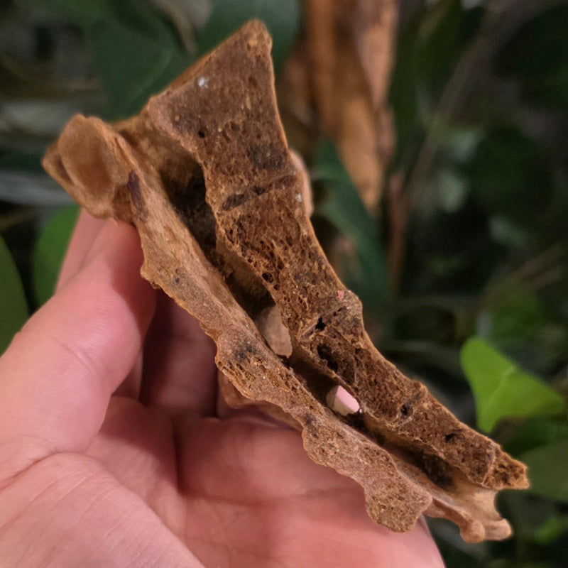 Human Sacrum Bone (Cross-Section)