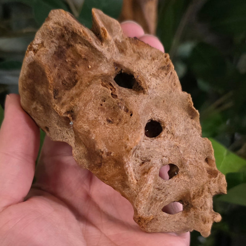 Human Sacrum Bone (Cross-Section)