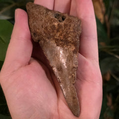 Megalodon Tooth E (4.25