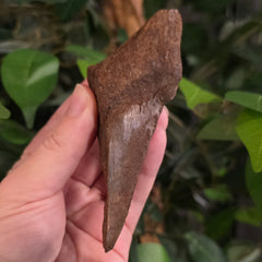 Megalodon Tooth E (4.25