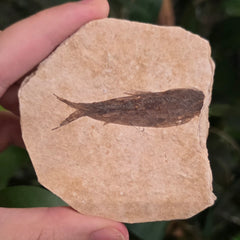 Fossil Knightia Fish, J