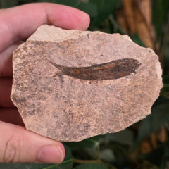 Fossil Knightia Fish, H