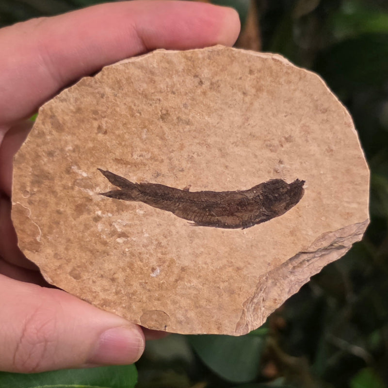 Fossil Knightia Fish, F