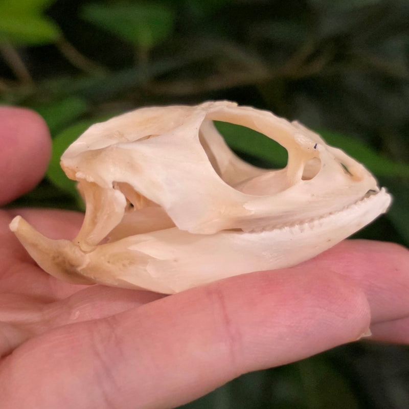 Bearded Dragon Skull (Ex-Museum)
