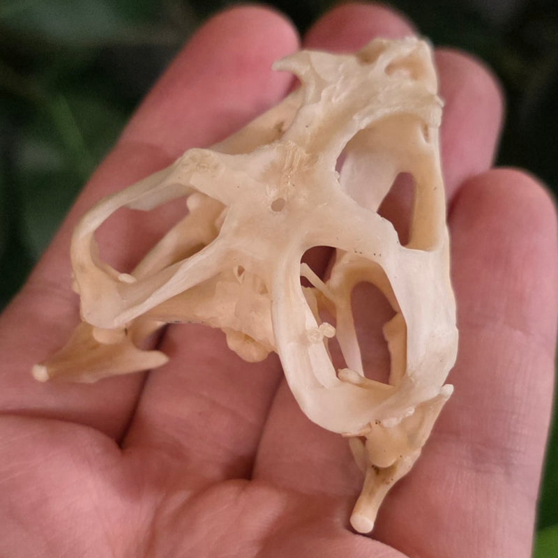 Bearded Dragon Skull (Ex-Museum)