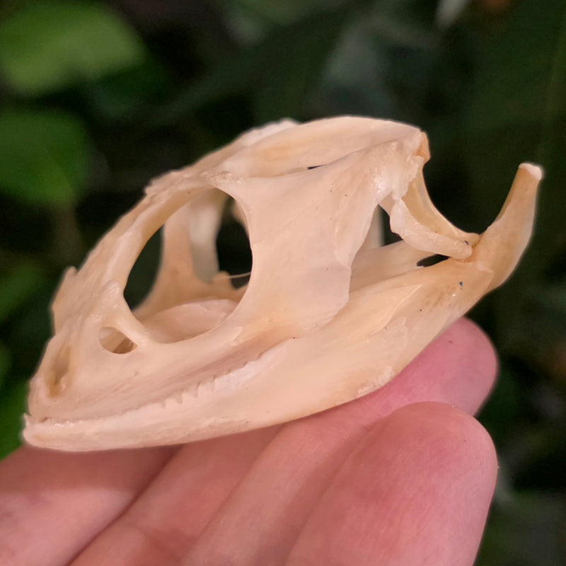 Bearded Dragon Skull (Ex-Museum)