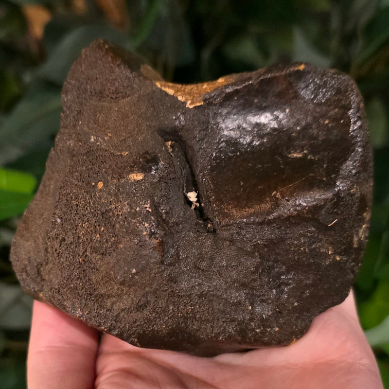 Woolly Rhino Ankle Bone (Ex-Museum)