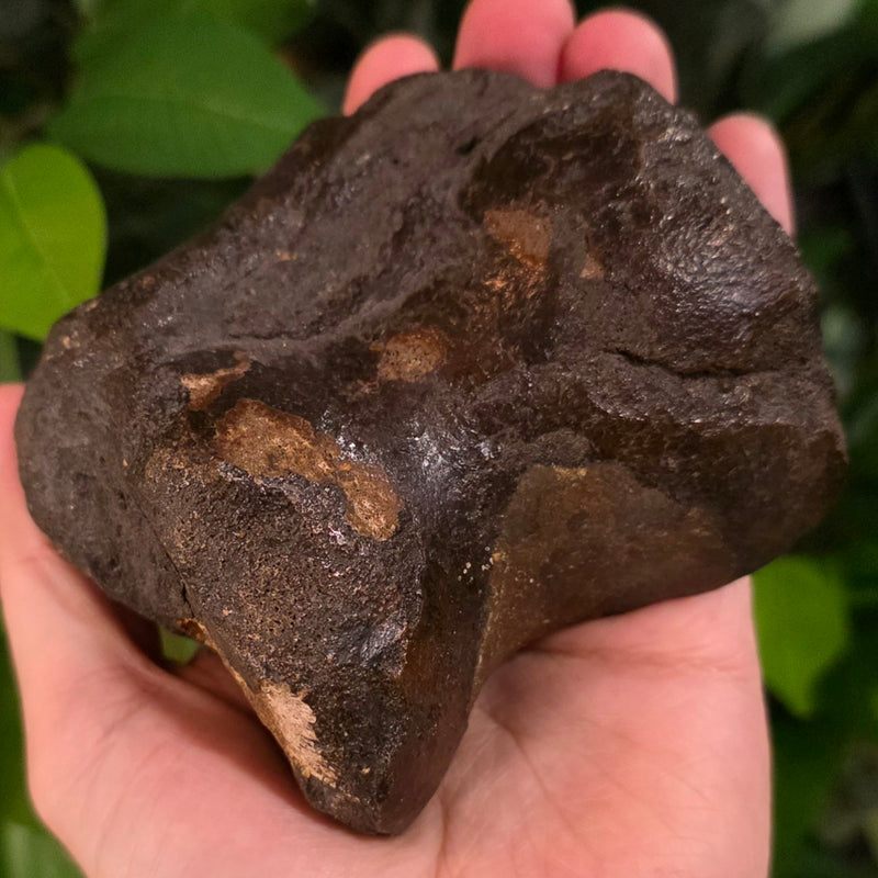 Woolly Rhino Ankle Bone (Ex-Museum)