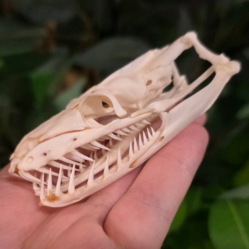 Burmese Python Snake Skull (Ex-Museum)