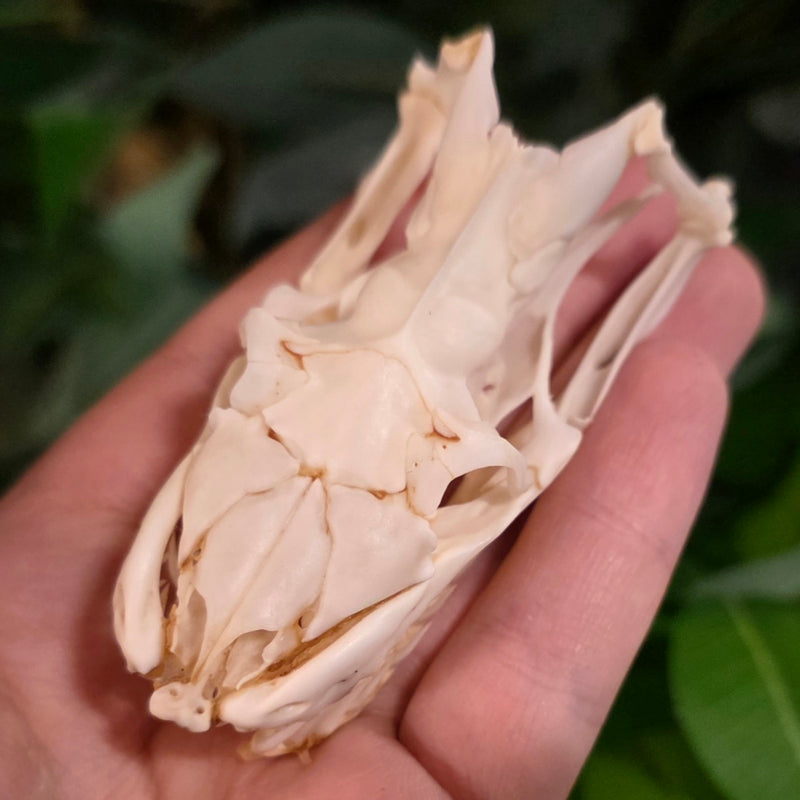 Burmese Python Snake Skull (Ex-Museum)