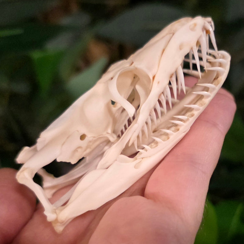 Burmese Python Snake Skull (Ex-Museum)