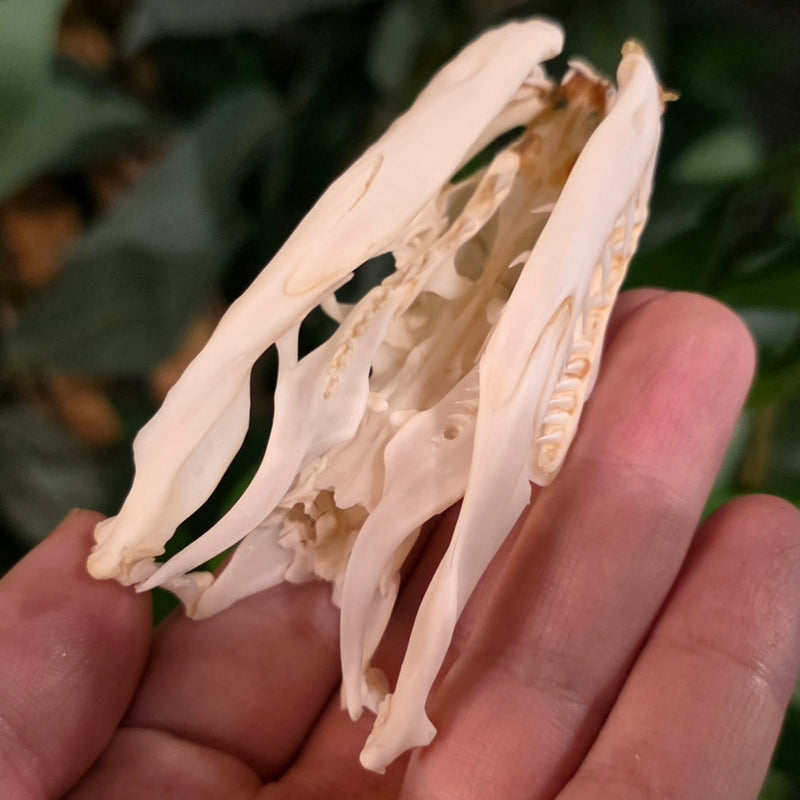 Burmese Python Snake Skull (Ex-Museum)