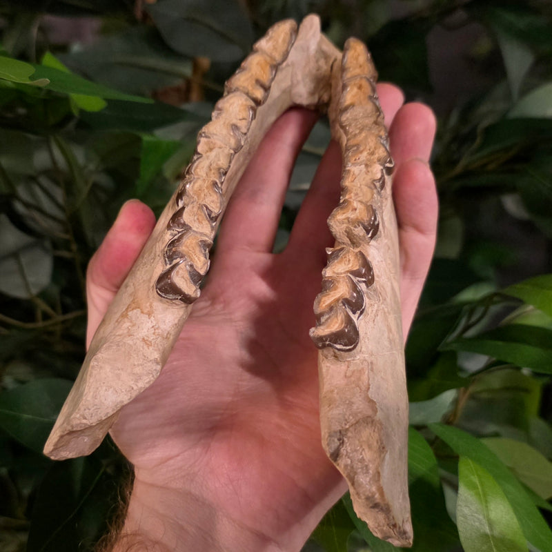 Hyracodon (Prehistoric Rhino) Jaw (Ex-Museum)
