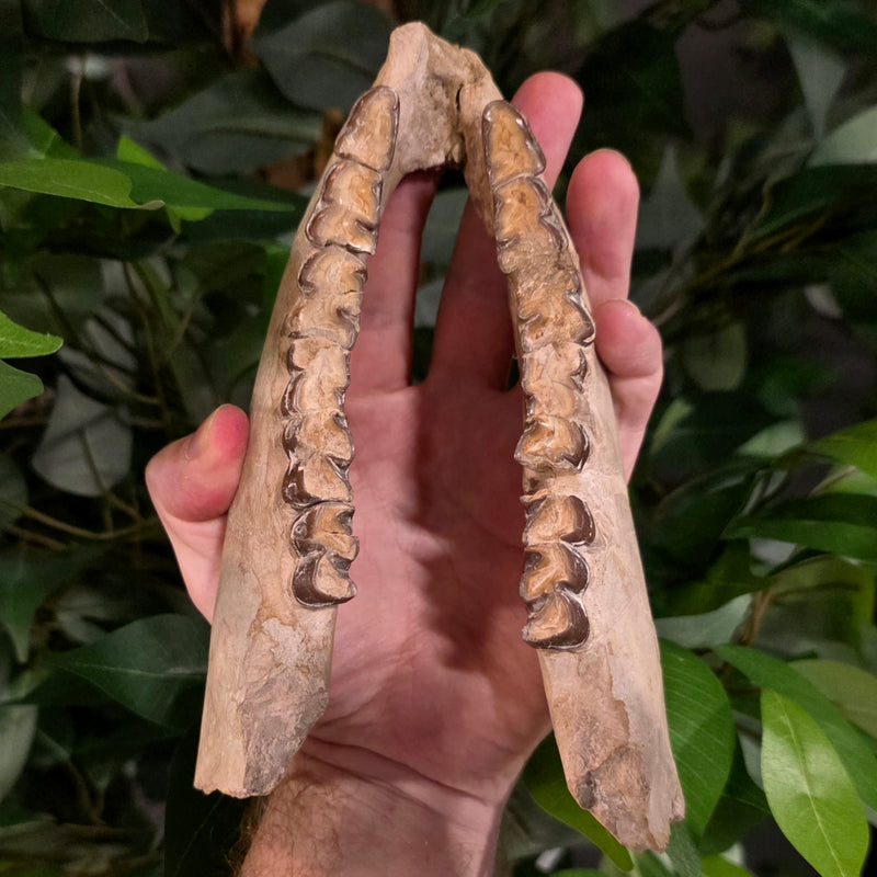 Hyracodon (Prehistoric Rhino) Jaw (Ex-Museum)