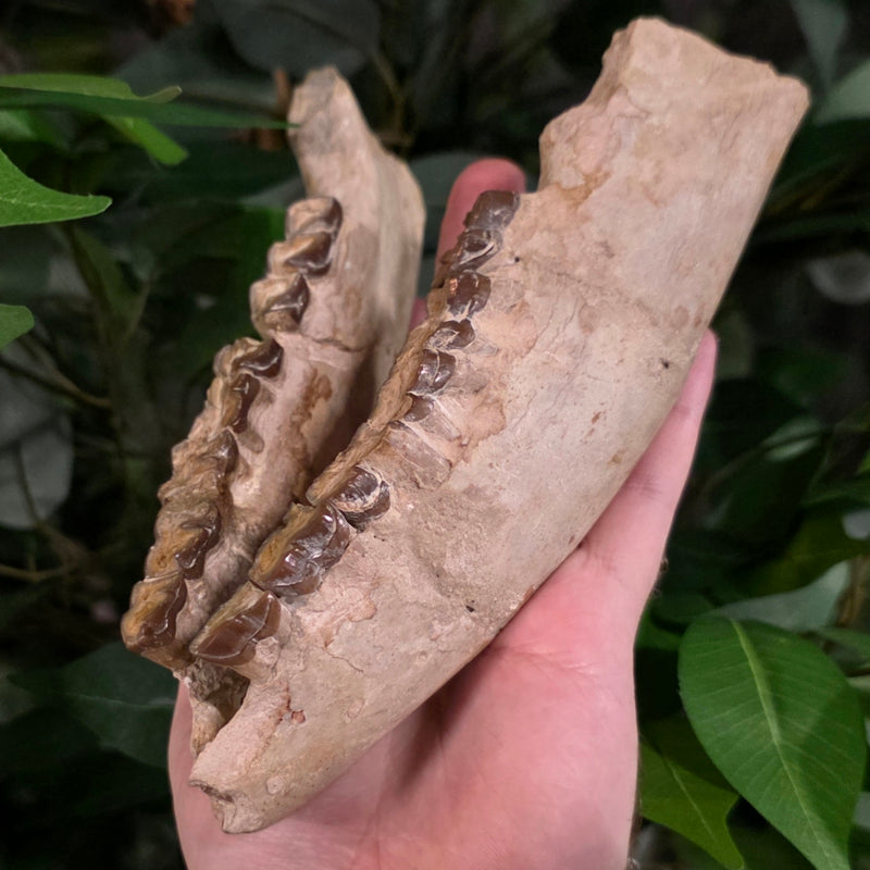 Hyracodon (Prehistoric Rhino) Jaw (Ex-Museum)