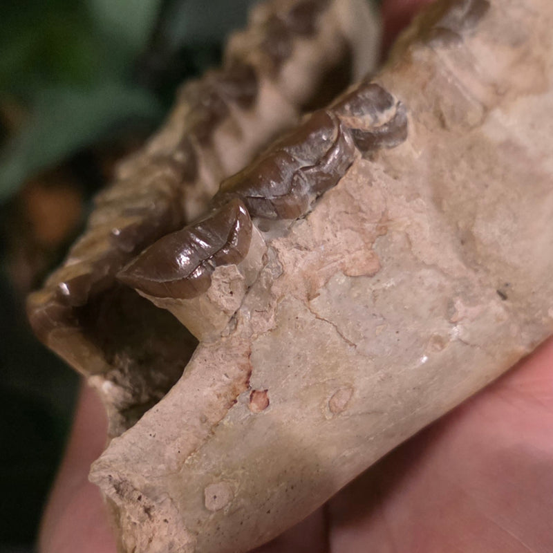 Hyracodon (Prehistoric Rhino) Jaw (Ex-Museum)