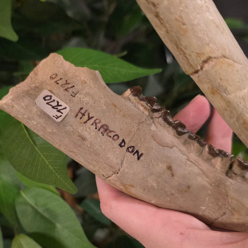 Hyracodon (Prehistoric Rhino) Jaw (Ex-Museum)