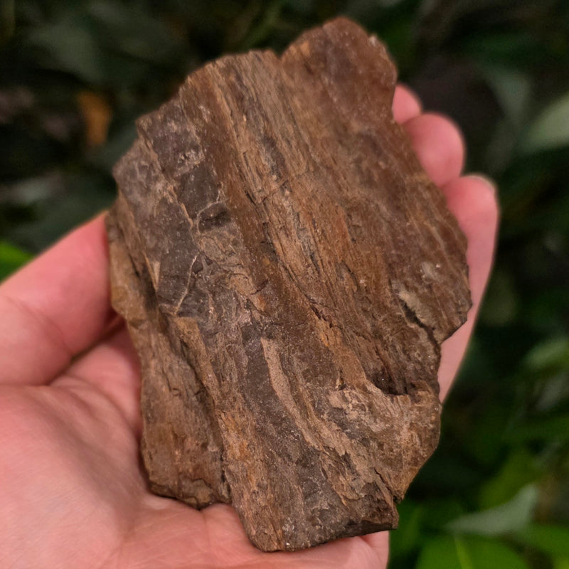 Fossil Wood O, Alberta (Ex-Museum)