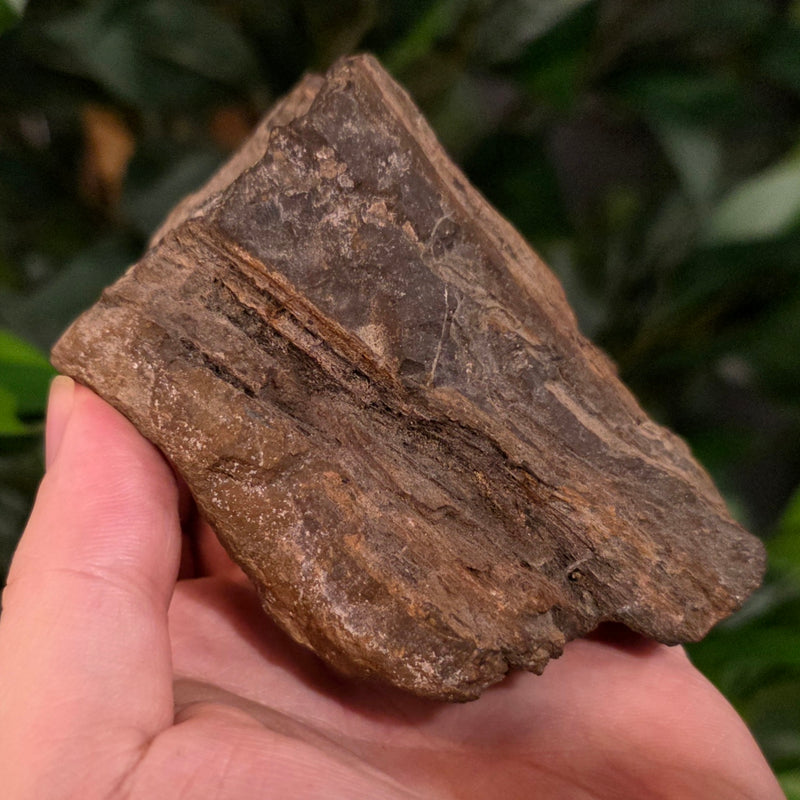 Fossil Wood O, Alberta (Ex-Museum)