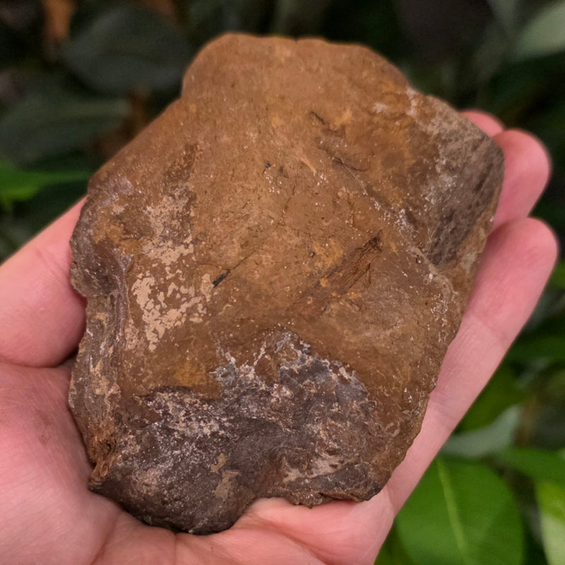 Fossil Wood O, Alberta (Ex-Museum)