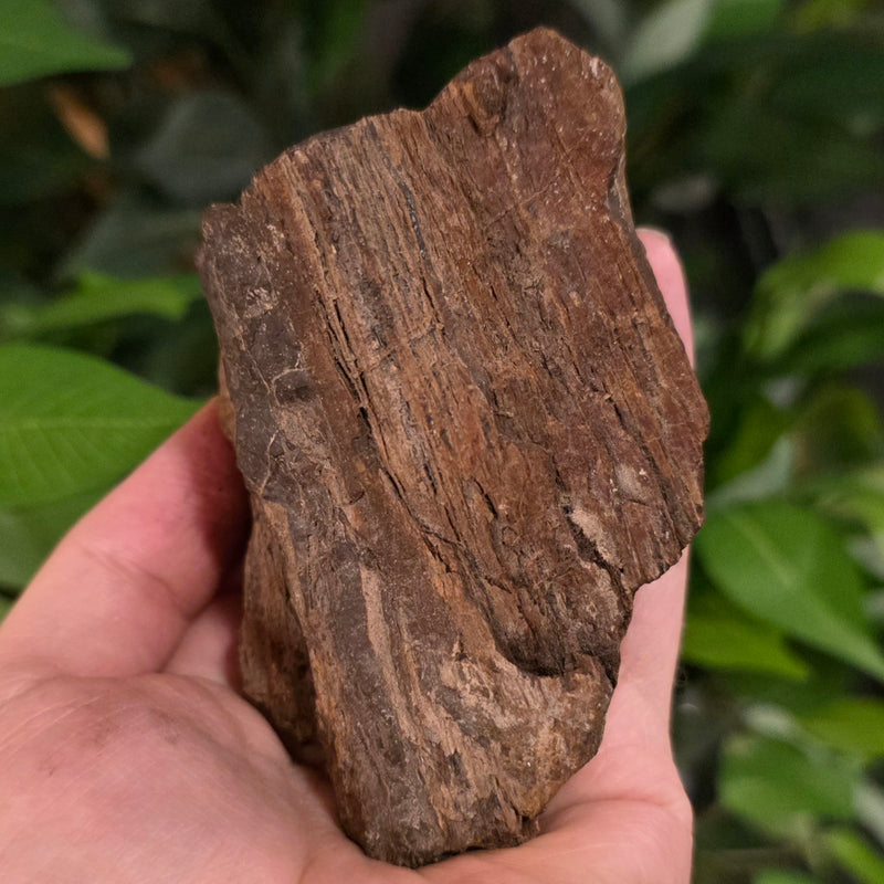 Fossil Wood O, Alberta (Ex-Museum)