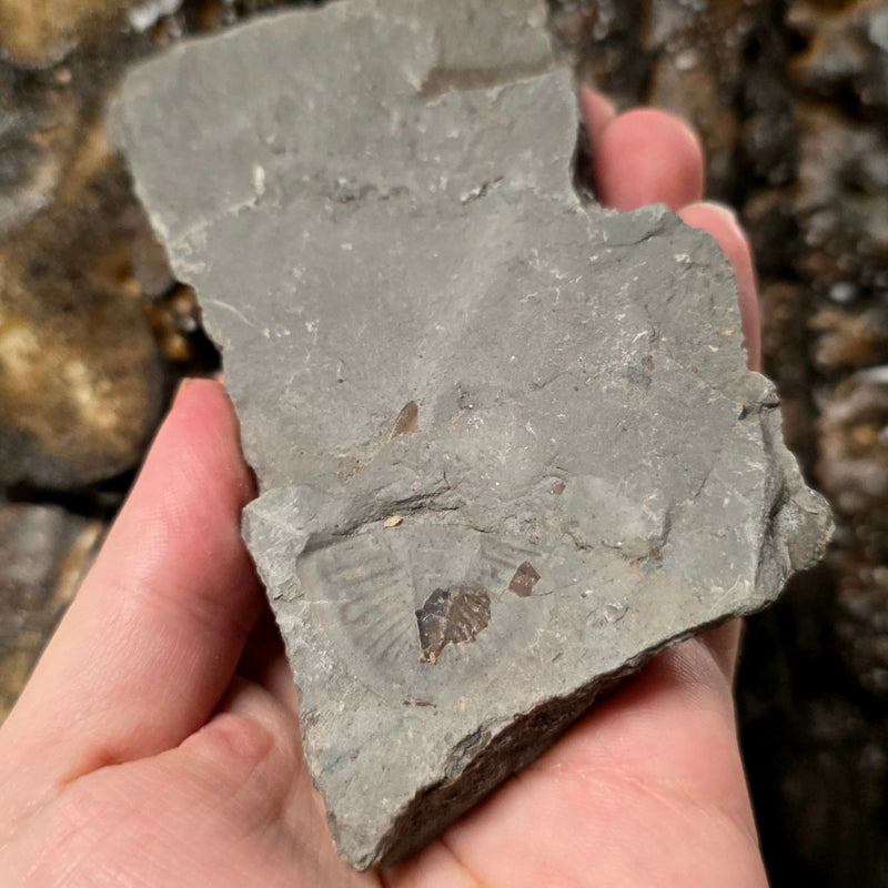 Trilobite Segment "Trilobutt" B