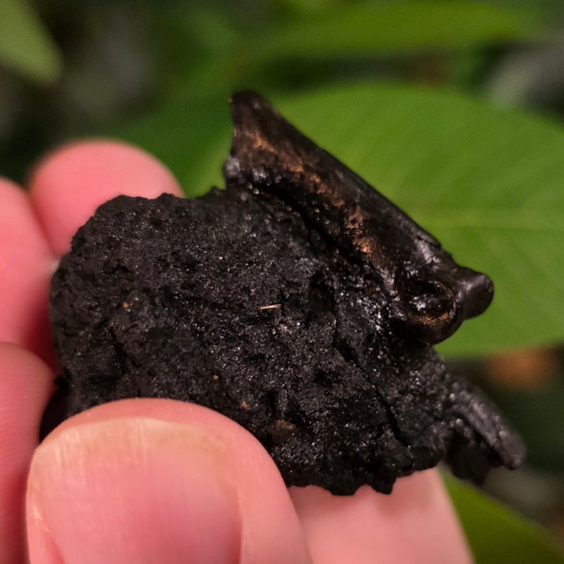 La Brea Tar Pit Owl Claw & Bone (Ex-Museum)