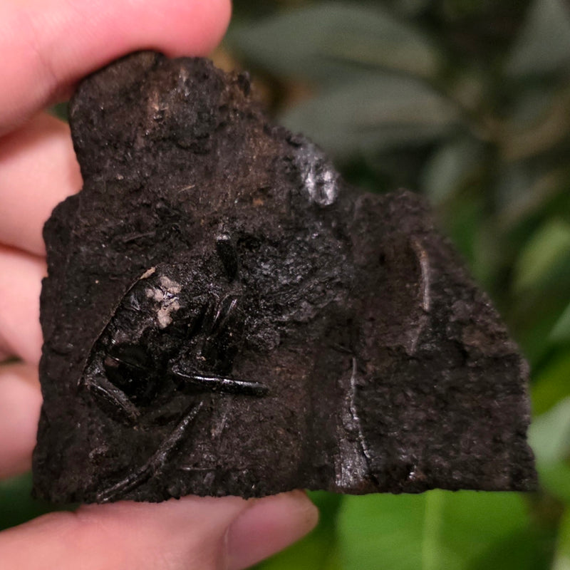 La Brea Tar Pit Beetle D (Ex-Museum)