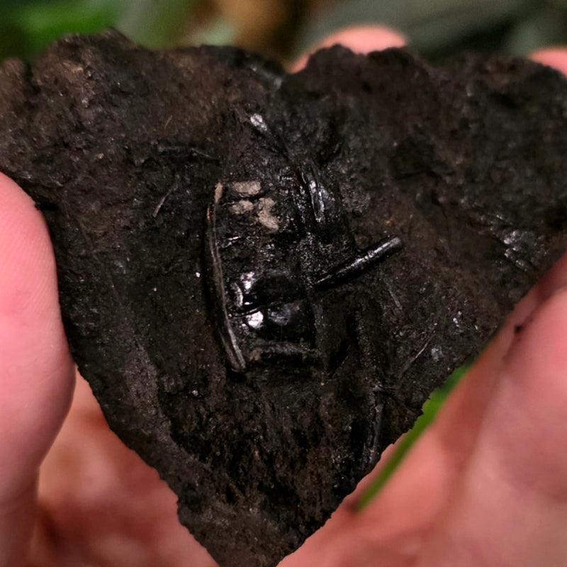 La Brea Tar Pit Beetle D (Ex-Museum)