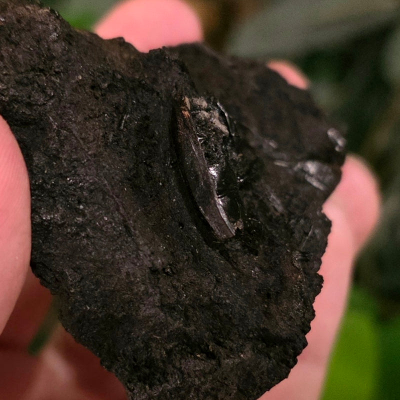 La Brea Tar Pit Beetle D (Ex-Museum)