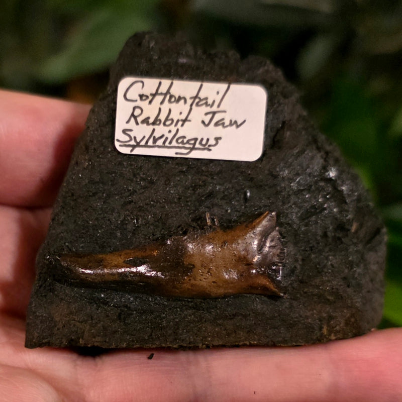 La Brea Tar Pit Cottontail Rabbit Jaw (Ex-Museum)