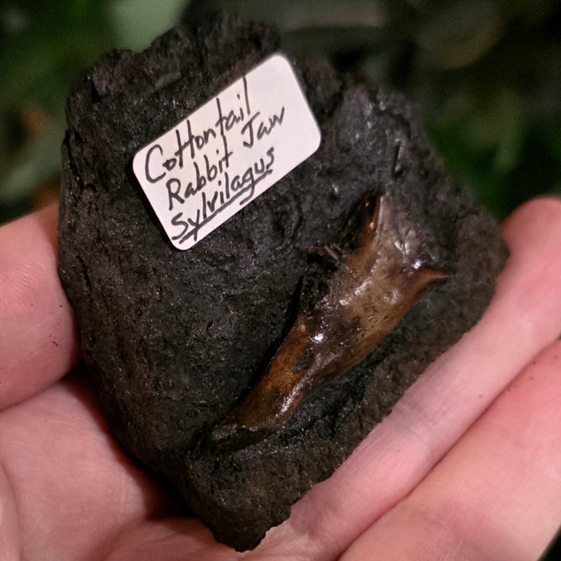 La Brea Tar Pit Cottontail Rabbit Jaw (Ex-Museum)