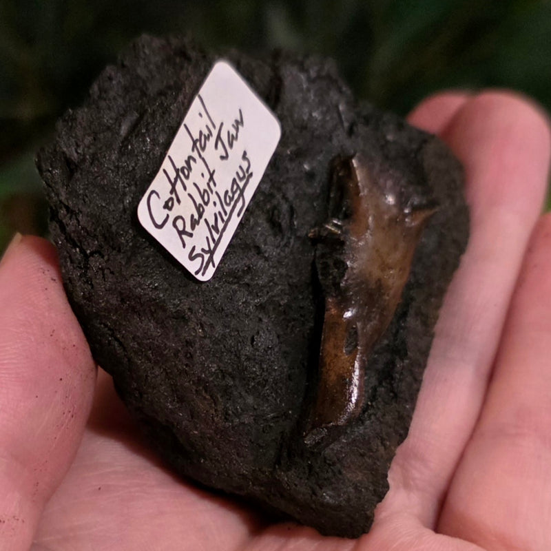 La Brea Tar Pit Cottontail Rabbit Jaw (Ex-Museum)