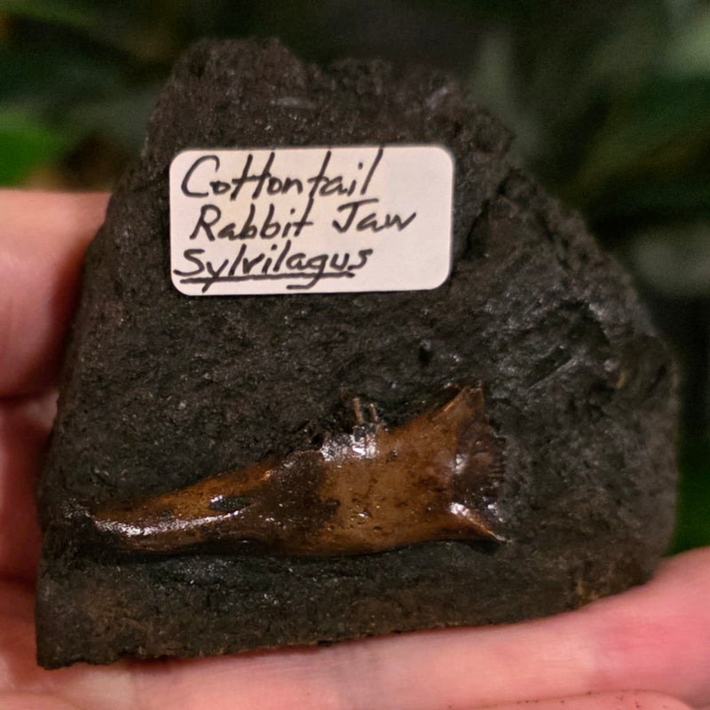 La Brea Tar Pit Cottontail Rabbit Jaw (Ex-Museum)
