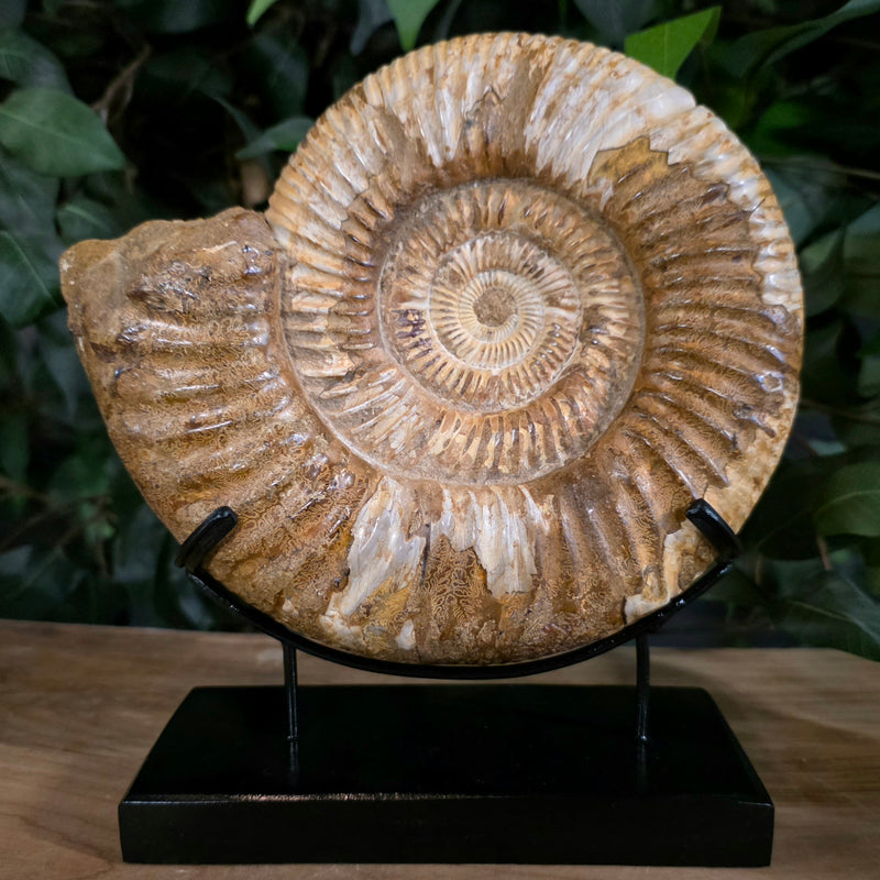 Madagascar Ammonite, G (7.5")