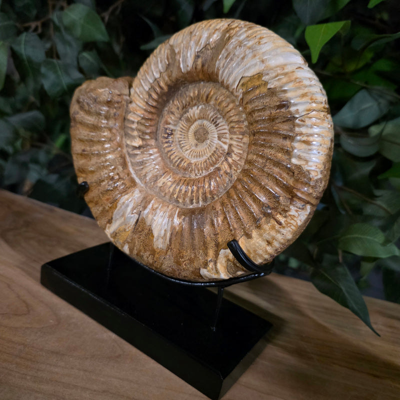 Madagascar Ammonite, G (7.5")