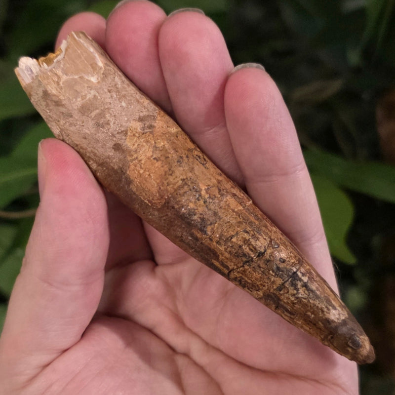 Spinosaurus Dinosaur Tooth XXL, E (4.5")