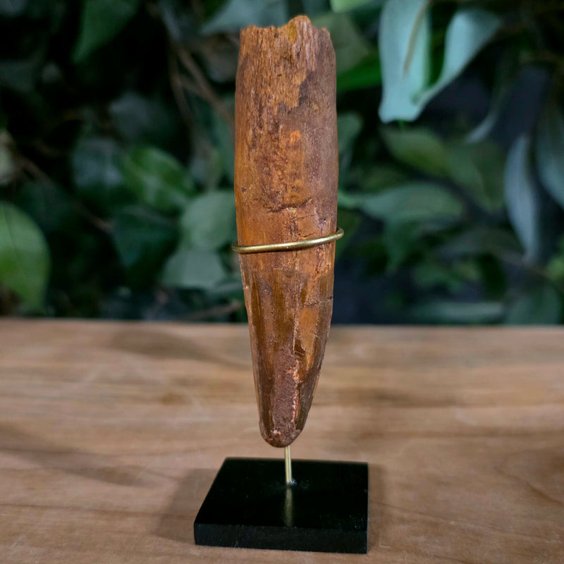 Spinosaurus Dinosaur Tooth XXL, G (3.75")