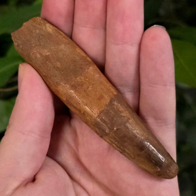 Spinosaurus Dinosaur Tooth XXL, G (3.75")